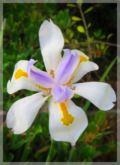 african iris