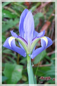 blue flag iris