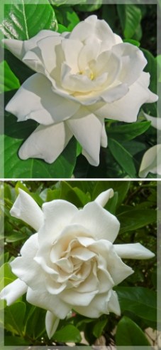 gardenias