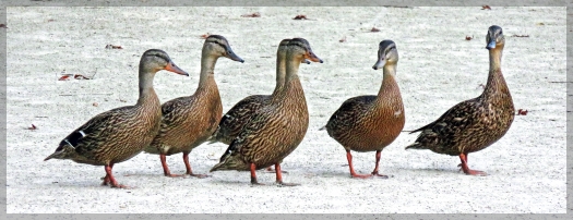 Mallard ducks
