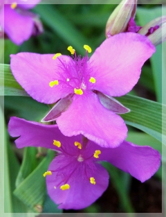 spiderwort