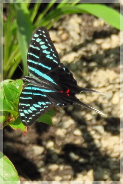 large striped swordtail butterfly