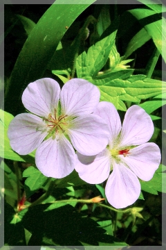 wild geranium