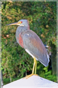 tri-colored heron