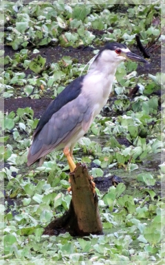 black-crowned night heron