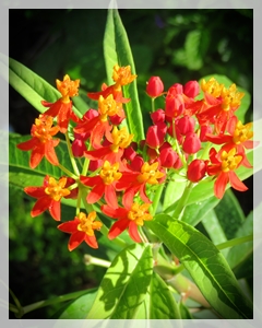 butterfly weed