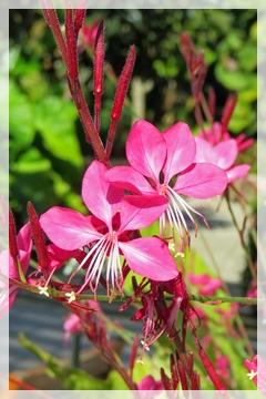 fireweed