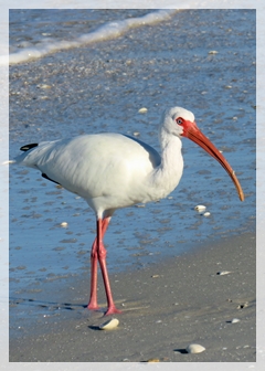 ibis