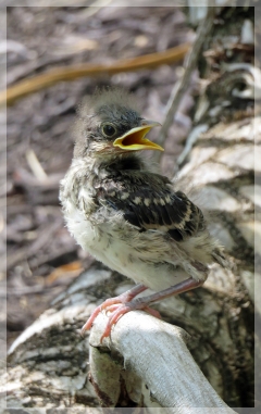 mockingbird chick