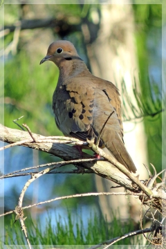 mourning dove