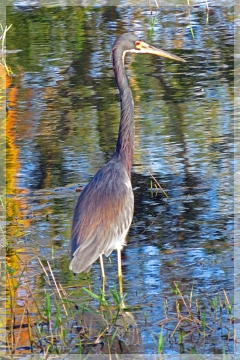 tri-colored heron