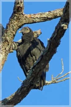 black vulture