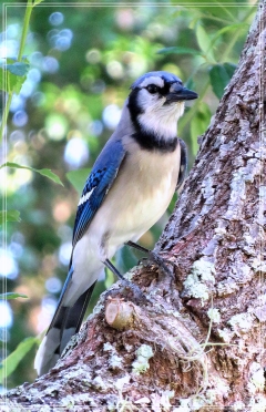 blue jay