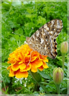 painted lady - marigold
