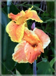 canna - bandanna of the everglades