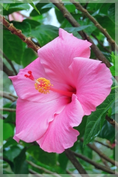 hibiscus