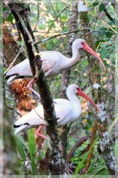 ibis