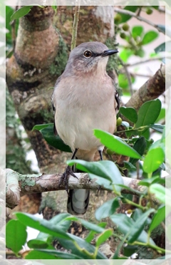 Southern Mockingbird
