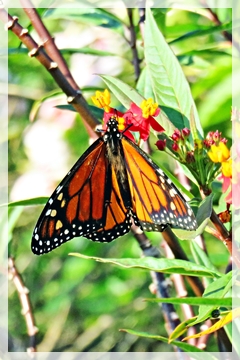 monarch butterfly