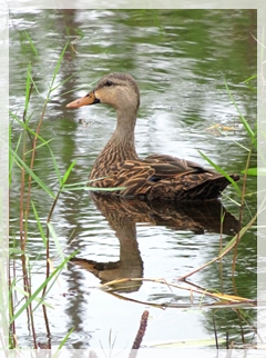 mottled duck