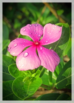 madagasgar periwinkle