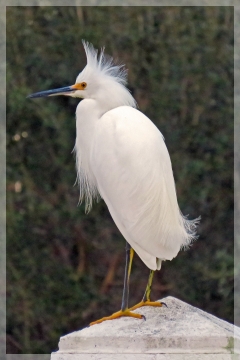 snowy egret
