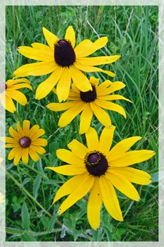 black-eyed susans