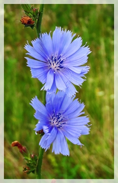 chicory