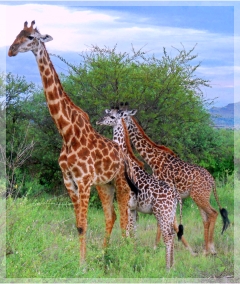 giraffe family -Serengeti - Tanzania