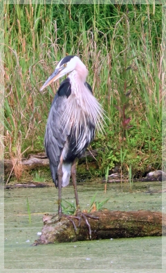 great blue heron