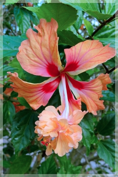 hibiscus