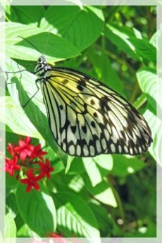 paper kite butterfly