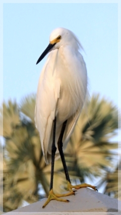 snowy egret