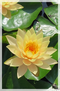 water lily