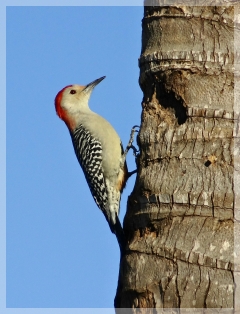 red-bellied woodpecker