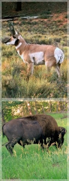 pronghorn antelope - buffalo