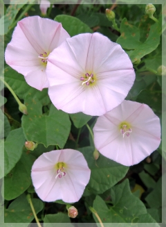 low bindweed - IL