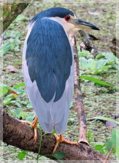 black-crowned night heron