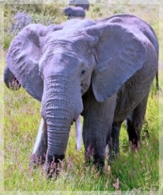 ELEPHANT - SERENGETI