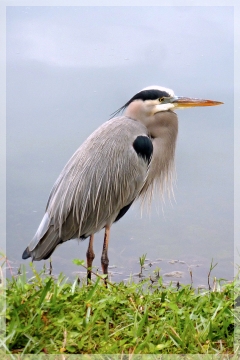 great blue heron