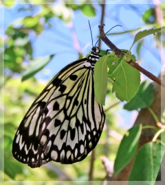 paper kite butterfly