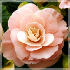 Begonia - Binos soft pink