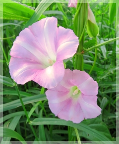 Hedge bindweed