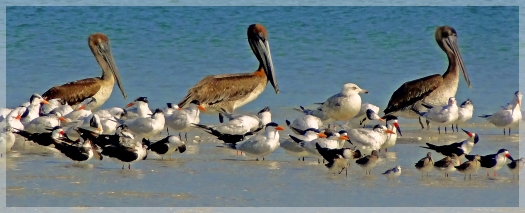 clam pass birds naples fl