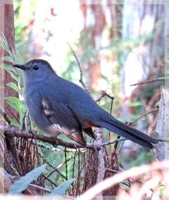 gray catbird
