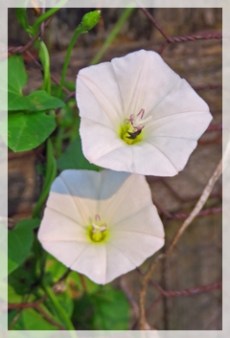 bindweed