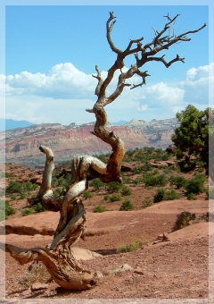 Capitol Reef - Utah