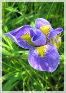 blue flag iris