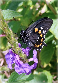 pipevine swallowtail butterfly