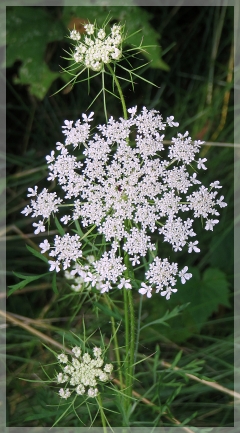queen anne's lace